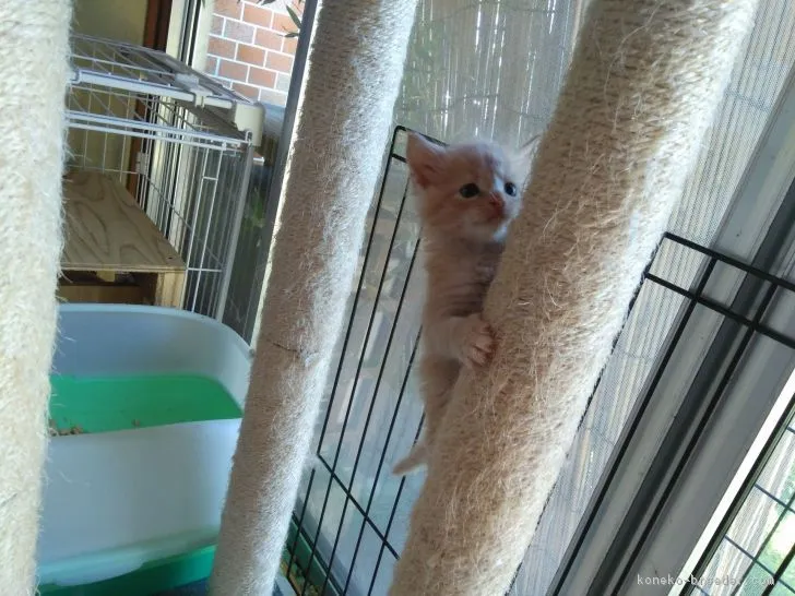 ID：1811-00135の子猫