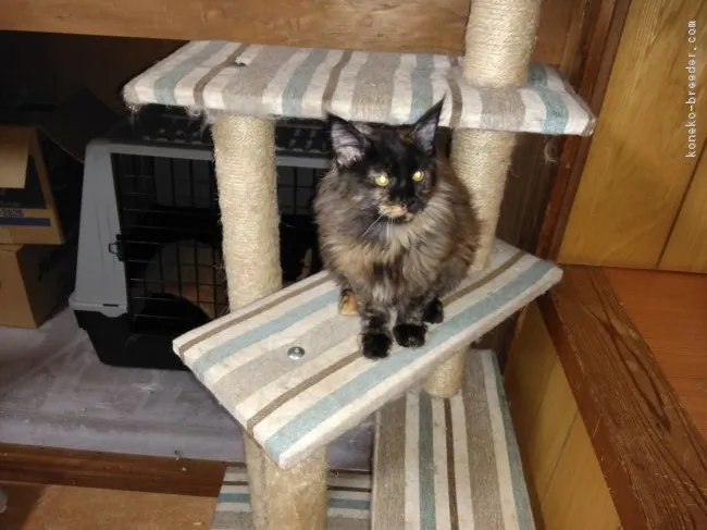 ID：1708-00777の子猫