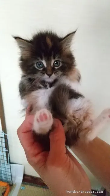 ID:2004-02100の子猫