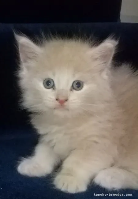 ID:2106-02749の子猫