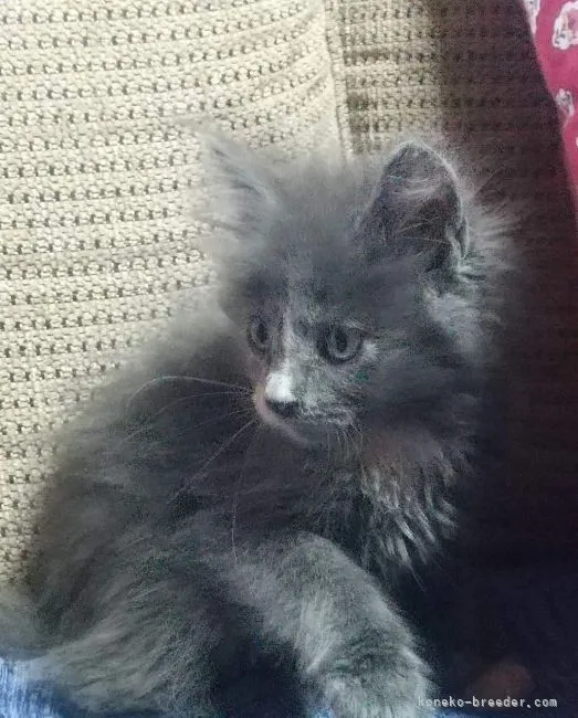 ID:2205-01789の子猫