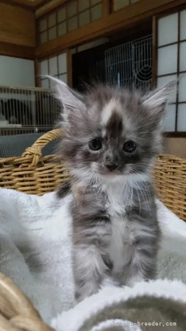 ID:2109-02342の子猫