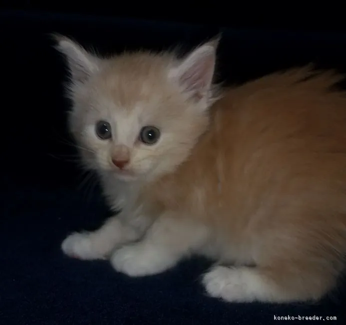 ID:2106-02750の子猫