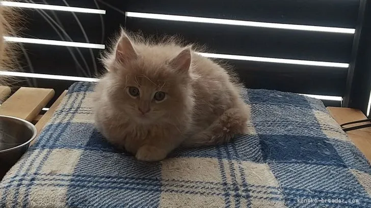 ID:2103-00213の子猫