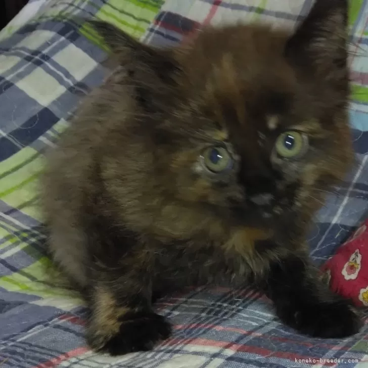 ID：2408-01170の子猫