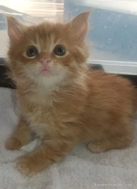 ID:2204-00782の子猫