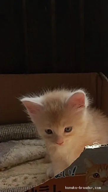 ID：2009-00888の子猫