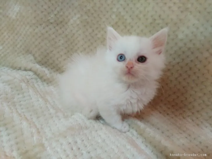 ID：1811-01382の子猫
