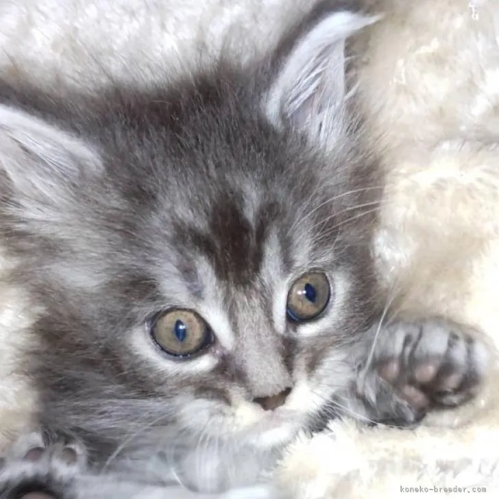 ID:2211-02136の子猫
