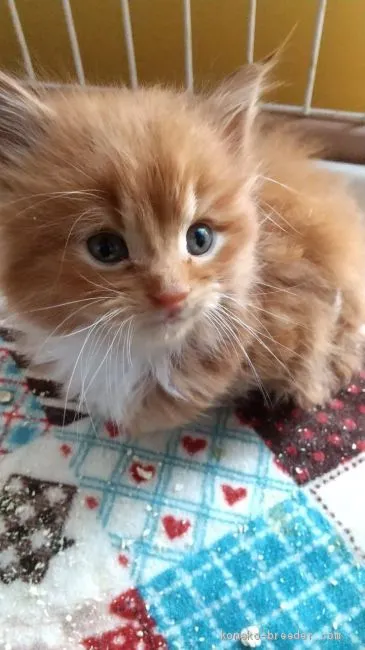ID：2003-00814の子猫