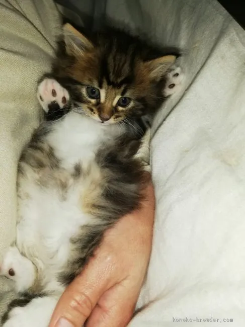 ID：2012-00753の子猫