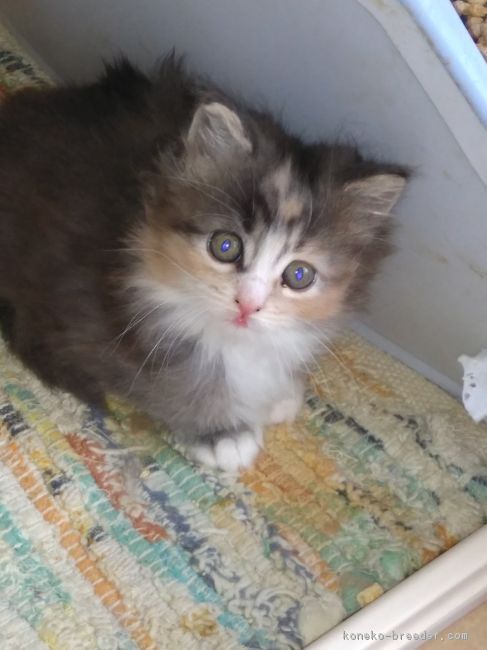 ID:1802-00128の子猫