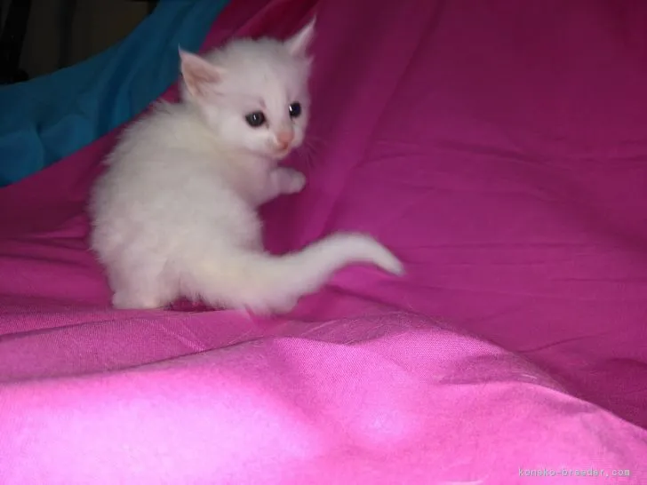 ID：1805-00309の子猫