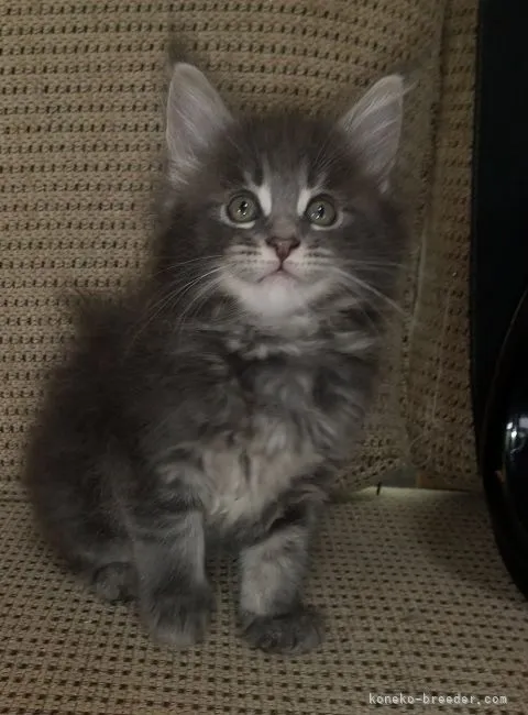 ID：2105-01261の子猫