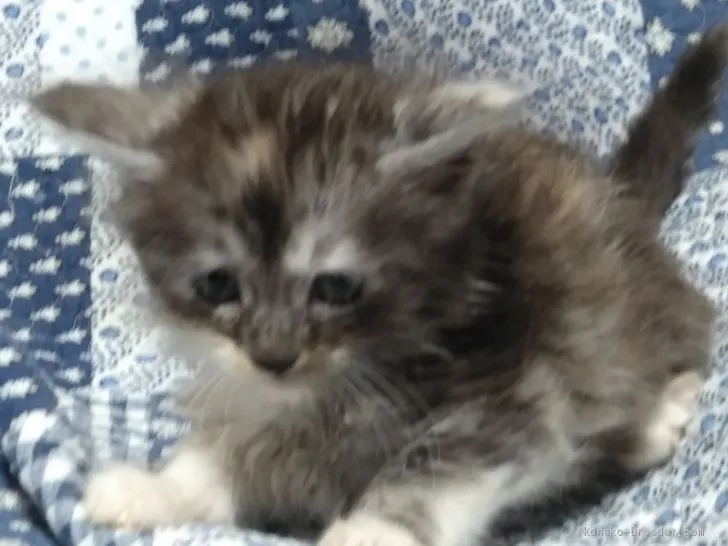 ID：1907-00393の子猫