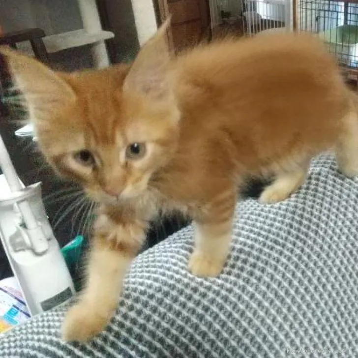 ID：2210-02360の子猫