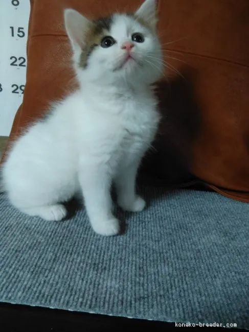 ID:1905-00423の子猫