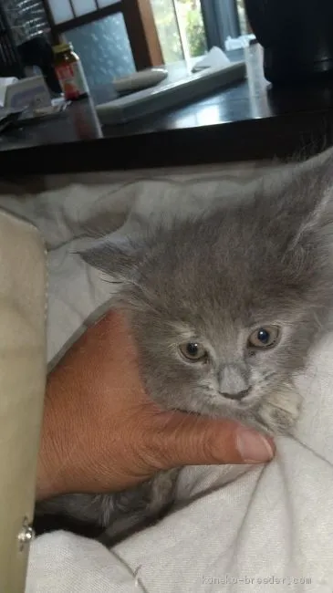 ID：2011-01241の子猫