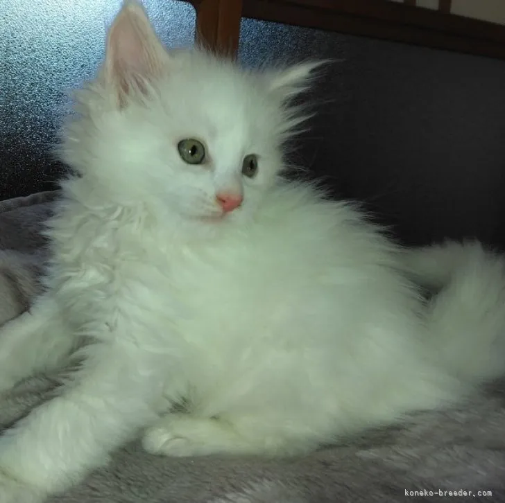 ID：2305-02444の子猫