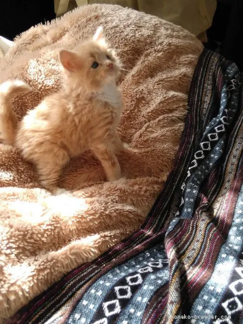 ID：2001-00807の子猫