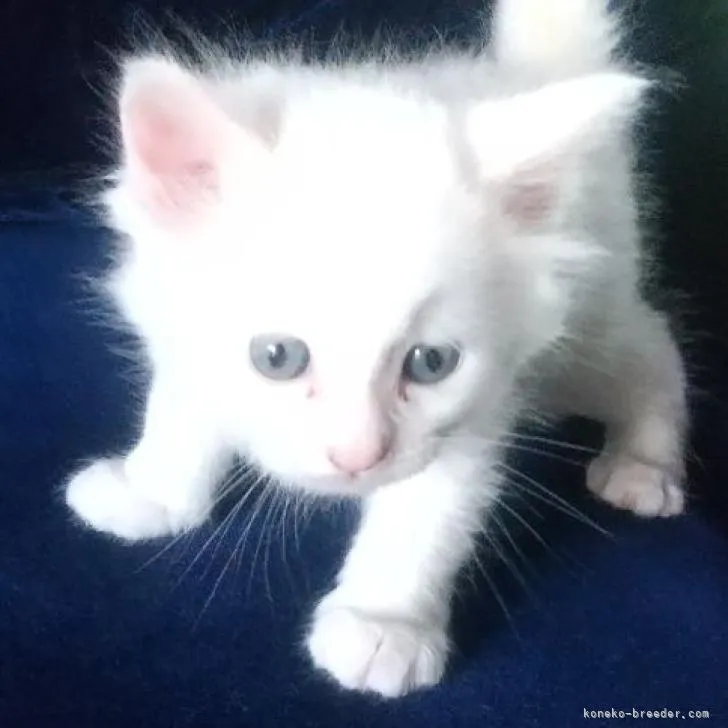 ID：2208-02538の子猫