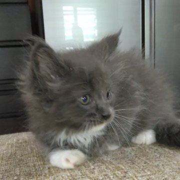 メインクーン【熊本県・男の子・2023年6月1日・ブルータビーホワイト】の写真「元気な男の子(^^♪」