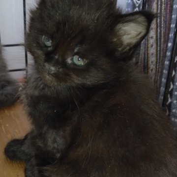 メインクーン【熊本県・女の子・2024年5月10日・ブラック】の写真「ご愛想もよくかわいい子猫ですよ。」