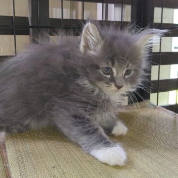 メインクーン【熊本県・女の子・2023年6月1日・ブルータビーホワイト】の写真「母親に似て美人です」