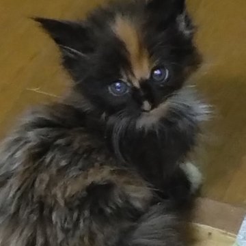 メインクーン【熊本県・女の子・2024年7月16日・ブラウンパッチド】の写真「愛嬌たくさんです」