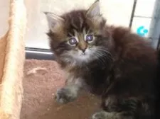 メインクーン【熊本県・女の子・2018年1月28日・ブラウンタビー】の写真1「3/7撮影」