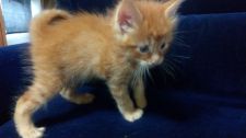 鹿児島県のブリーダーを探す みんなの子猫ブリーダー 鹿児島県のブリーダーを探す みんなの子猫ブリーダー