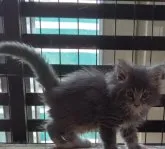 メインクーン【熊本県・女の子・2023年6月1日・ブルータビーホワイト】の写真3