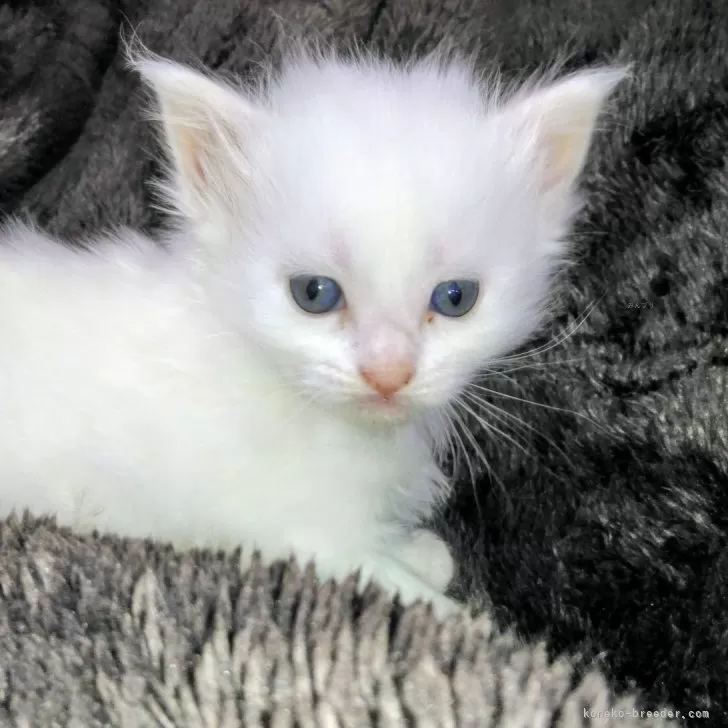 メインクーン【熊本県・女の子・2025年10月3日・ホワイト】の写真1