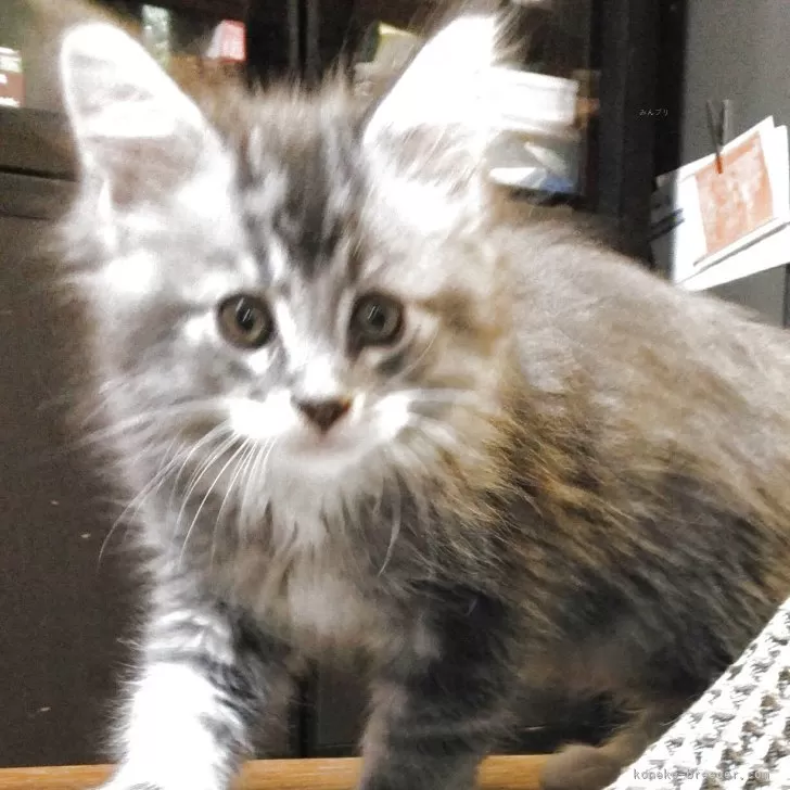 ID:2506-00106の子猫