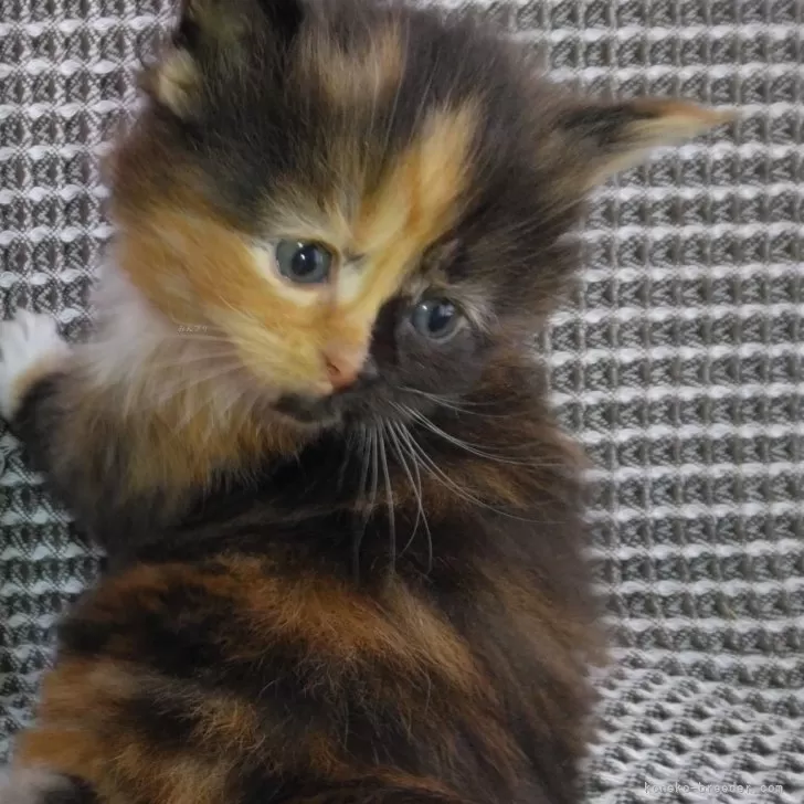 ID：2503-01639の子猫