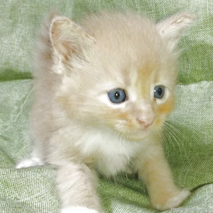 ID：2506-03314の子猫