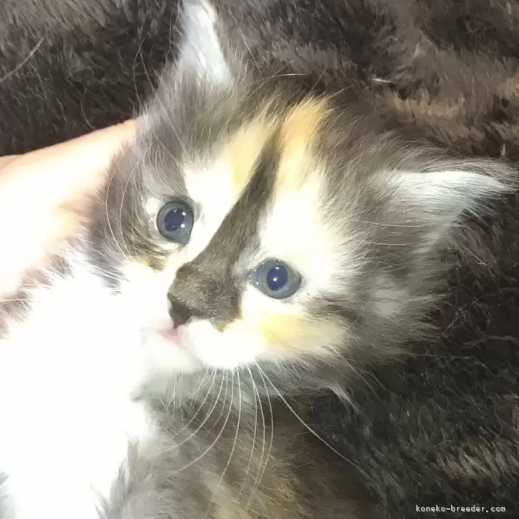 ID：2505-01324の子猫