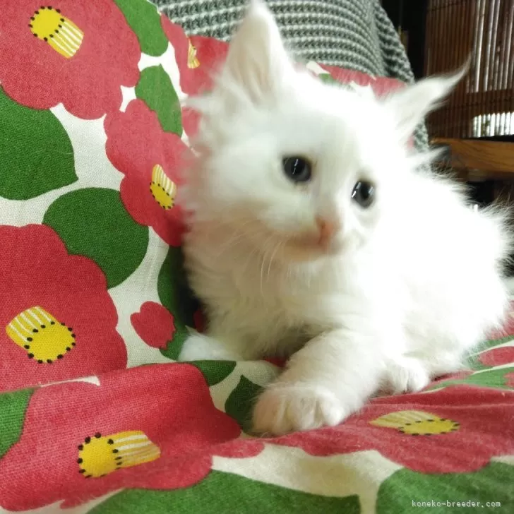 メインクーン【熊本県・女の子・2025年10月3日・ホワイト】の写真1