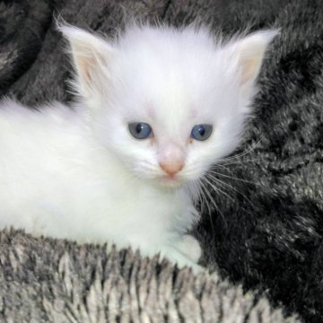 メインクーン【熊本県・女の子・2025年10月3日・ホワイト】の写真「ホワイトの女の子」