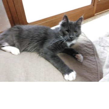 メインクーン【熊本県・男の子・2025年6月15日・ブルー&ホワイト】の写真「黒×白ちゃんの兄弟です」