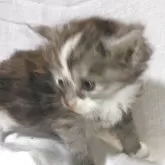 メインクーン