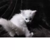 メインクーン【熊本県・女の子・2025年11月5日・ホワイト】の写真2