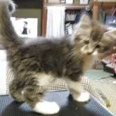 メインクーン【熊本県・女の子・2025年4月24日・ブルータビー&ホワイト】の写真3