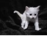 メインクーン【熊本県・女の子・2025年11月5日・ホワイト】の写真4