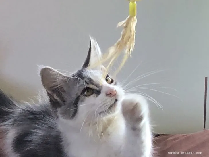もも 様のお迎えした子猫
