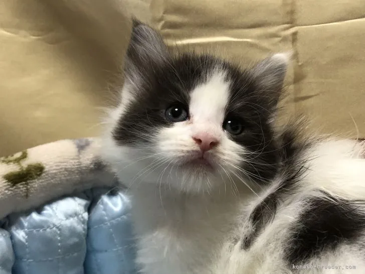 ID:2204-00465の子猫