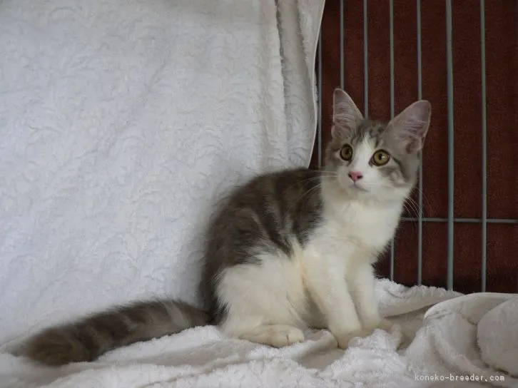 つる 様のお迎えした子猫