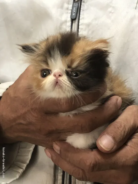 ID:1910-01557の子猫