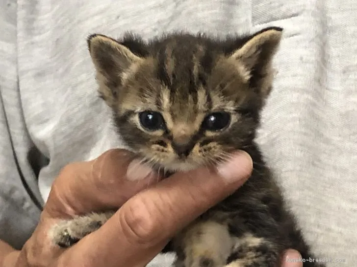 ID：2007-00676の子猫