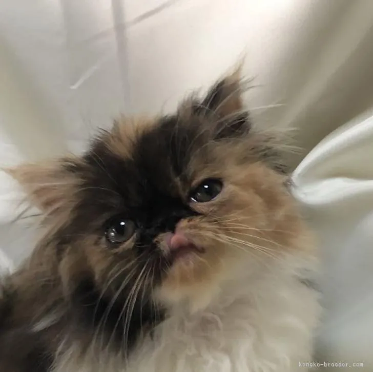 ID:2210-02951の子猫